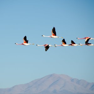 Migration Blog